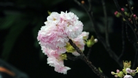 Lễ hội hoa anh đào Nhật Bản sẽ kéo dài thêm một ngày